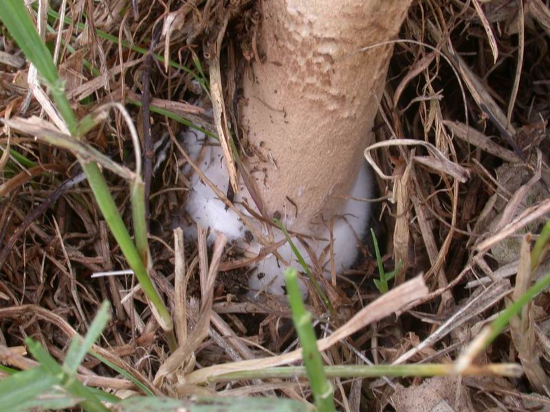 Passeggiata...(Macrolepiota procera)